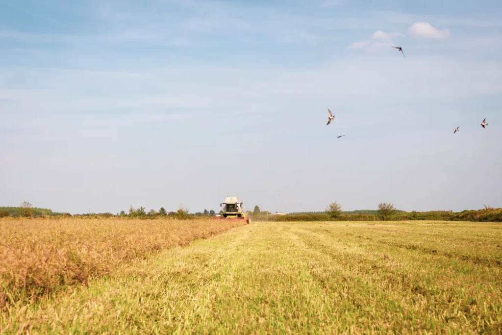 policoltura e biodiversità del suolo